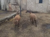 मेढ़ा, Blackheaded Persian sheep — फ़ोटो 5