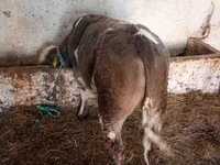 Toro, Simmental cattle — foto 2