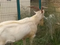Goats (batch, sex not specified), Goats — photo 1