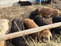 Sheep, Sheep — photo 3