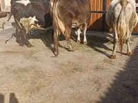 Vaca, Raza Holstein — foto 7