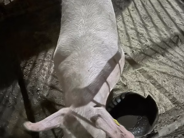 公猪, Pigs