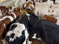 Ng'ombe (kikundi, jinsia haijatajwa), Simmental cattle — picha 2