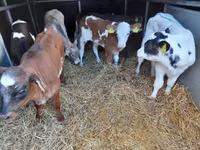 ثور, Pinzgauer cattle — الصورة 2