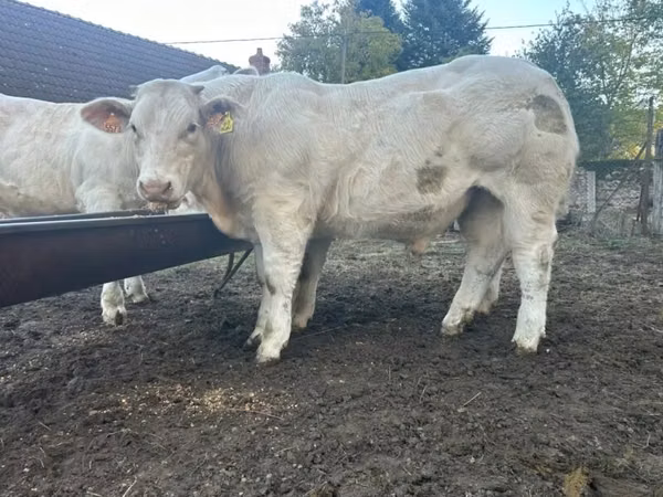 公牛, Charolais cattle