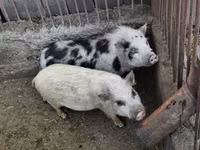 Boar — photo 2