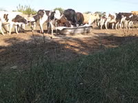 Bull, Russian Black pied cattle — photo 3