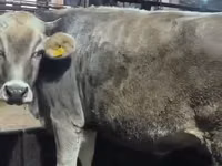 गाय, गोलस्टीन नस्ल — फ़ोटो 2