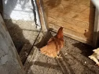 Chickens — फ़ोटो 1