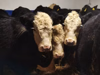Bull, Cattle — photo 6