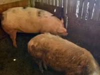 Sow, Pigs — photo 1