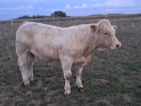 Toro, Charolais cattle — foto 8