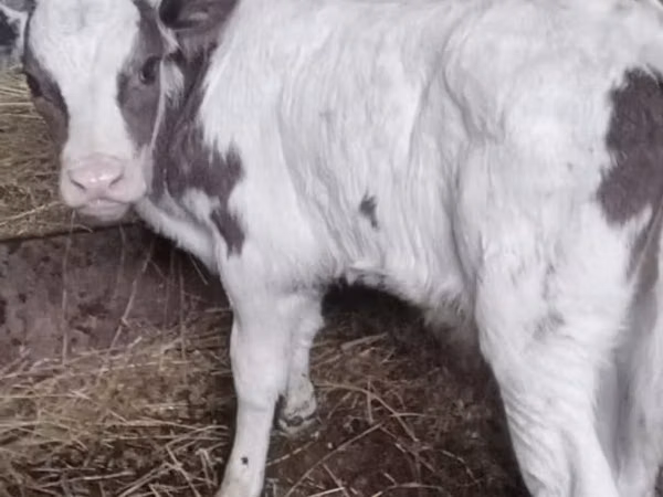 Bull, Cattle