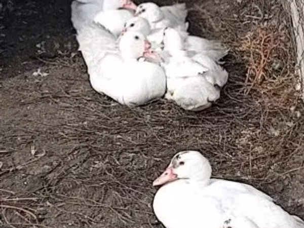 Geese
