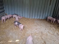 Boar — photo 2