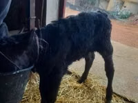 Dibi, Limousin cow — sawirka 2