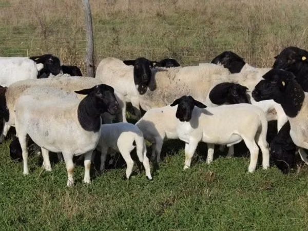 Sheep (batch, sex not specified), Dorper sheep