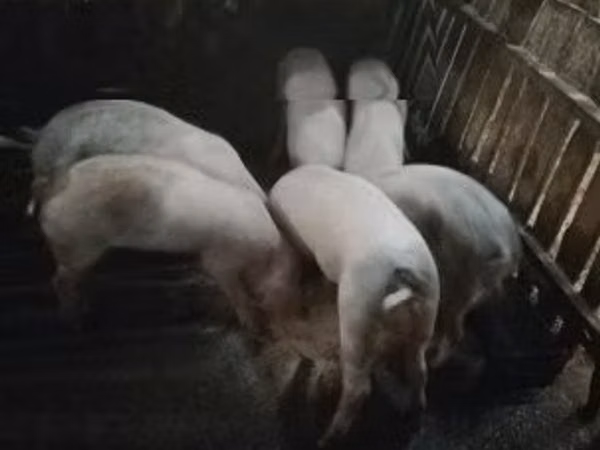 Хряк, Свиньи