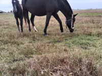 母马, Horses — 照片 1