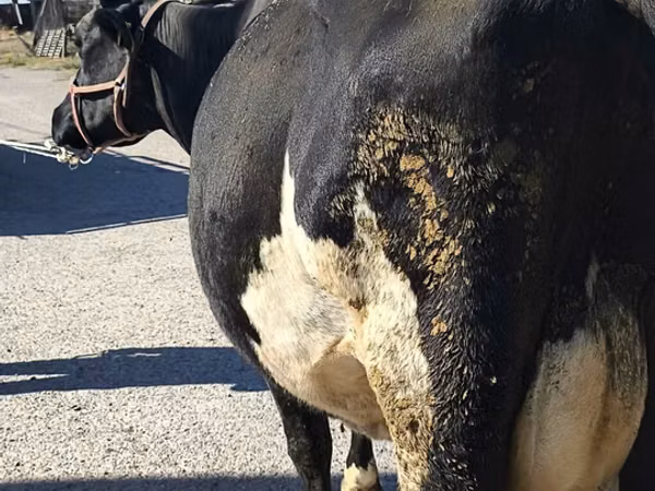 Cow, Holstein breed