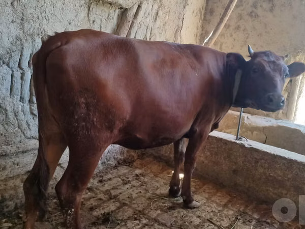 Bovinos (lote, sexo no especificado), Ganado vacuno