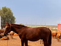 Hengst, Anglo-Arabian — Foto 4