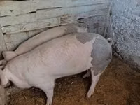 Sow, Pigs — photo 1