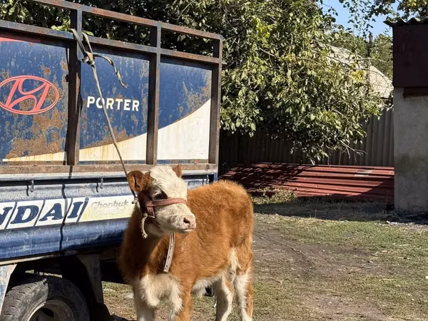 सांड, Simmental cattle
