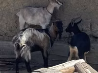 Ri’ lab, Goats — sawirka 2