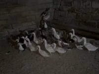 Geese — फ़ोटो 2