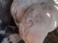 Sow, Pigs — photo 7
