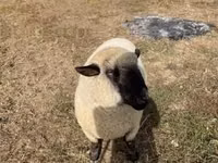 Ram, Hampshire sheep — photo 3