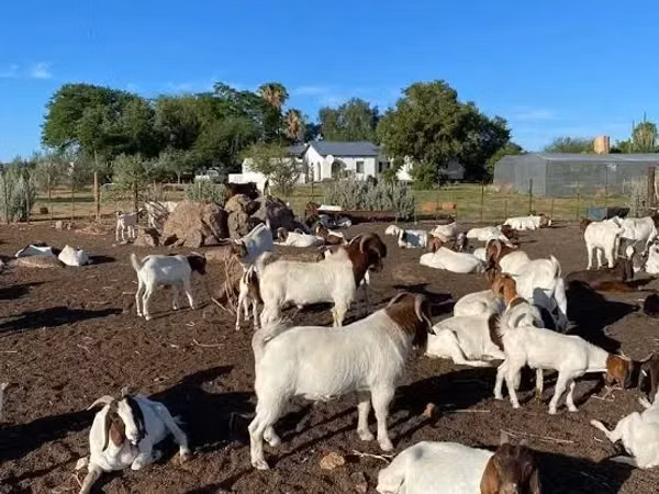 Goats (batch, sex not specified), Boer goat