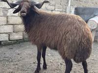 公羊, Red Karaman sheep — 照片 2