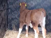 Cattle (batch, sex not specified), Simmental cattle — photo 1