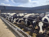 Lo’, Galloway cow — sawirka 8