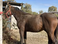 घोड़ा, Kyrgyz Horse — फ़ोटो 2