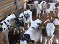 Ng'ombe dume, Simmental cattle — picha 6