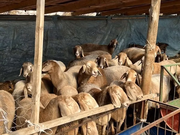 نعجة, Tian-Shan semifinewool sheep