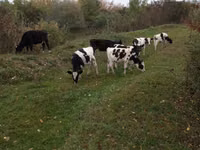 Ng'ombe dume, Russian Black pied cattle — picha 1