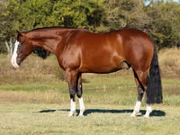 Horse (M), Quarter Horse — photo 2