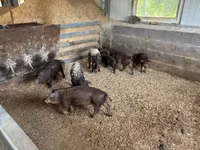 Boar — photo 7
