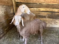 Sheep, Afghan Arabi sheep — photo 3