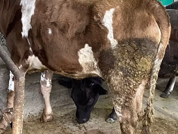 Cattle (batch, sex not specified), Cattle