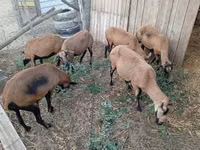 Oveja, Cameroon sheep — foto 2
