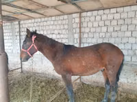 حصان, Kyrgyz Horse — الصورة 6