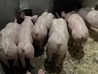 Pigs (batch, sex not specified) — photo 1