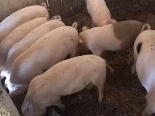 Boar, Pigs