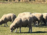 Ram, Australian merinos sheep — photo 2