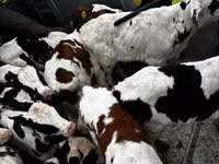Ng'ombe dume, Russian Black pied cattle — picha 2